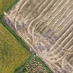 Petani Dan Swasembada Beras