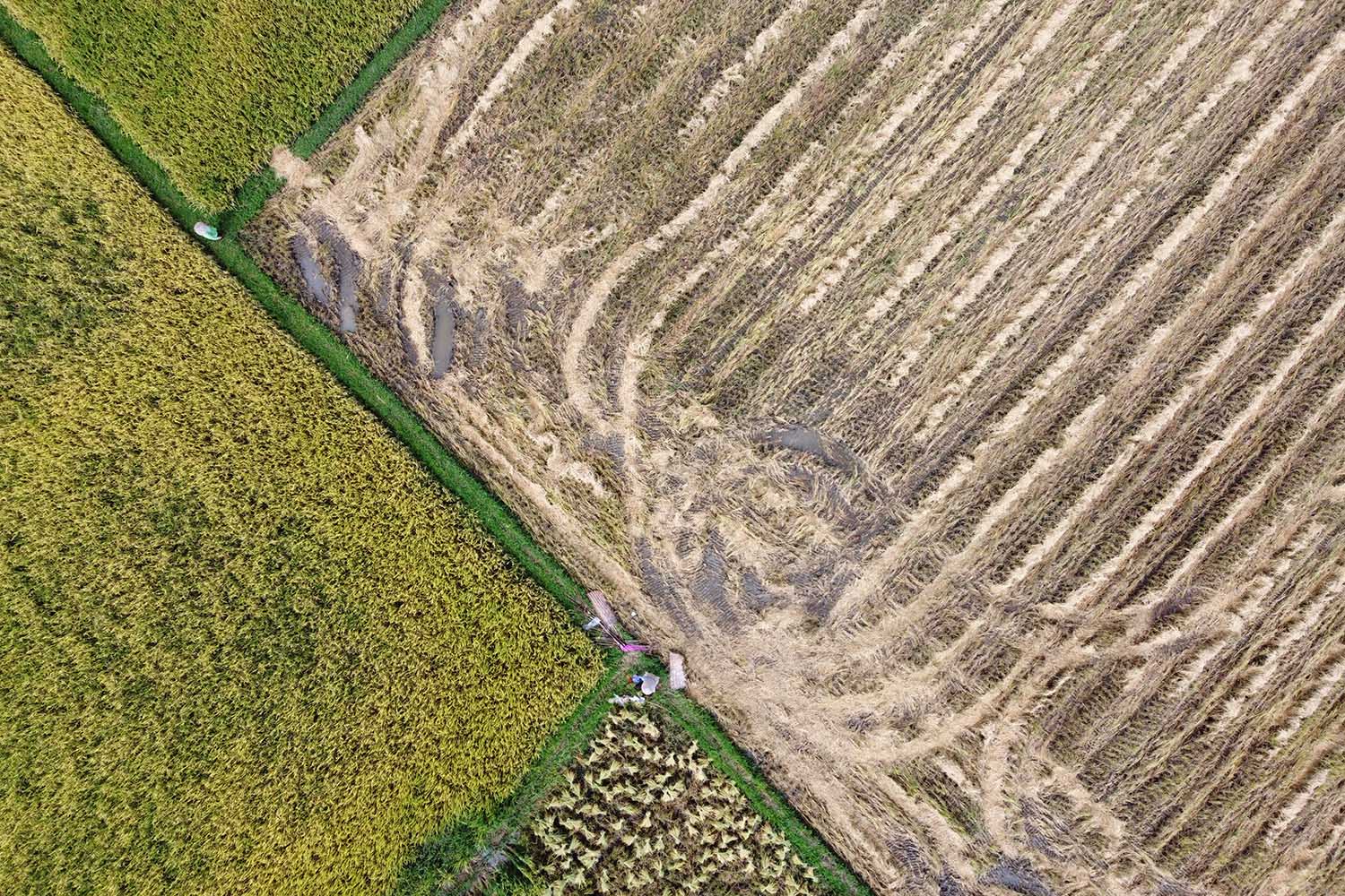 Petani Dan Swasembada Beras