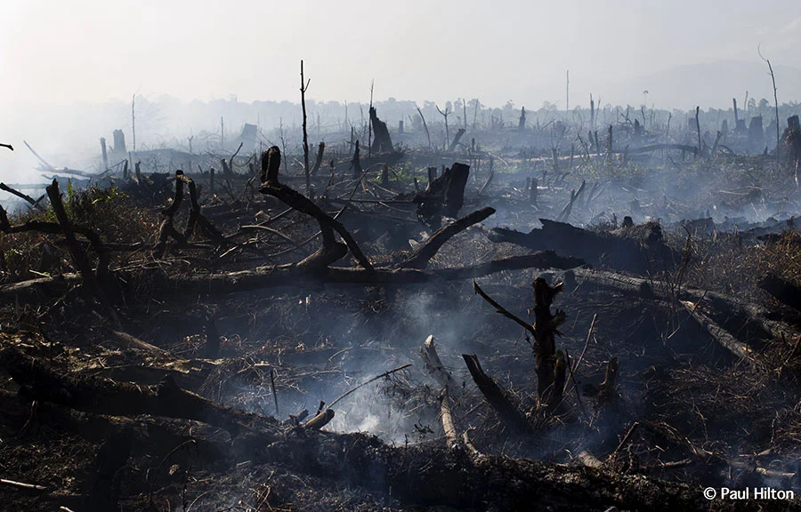 Rawa Tripa yang dibakar oleh PT. Kallista Alam. Foto: Paul Hilton/SOCP/YEL/mongabay