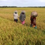 Petani menuju sawah untuk bekerja. Foto: Hotli Simanjuntak/digdata.ID