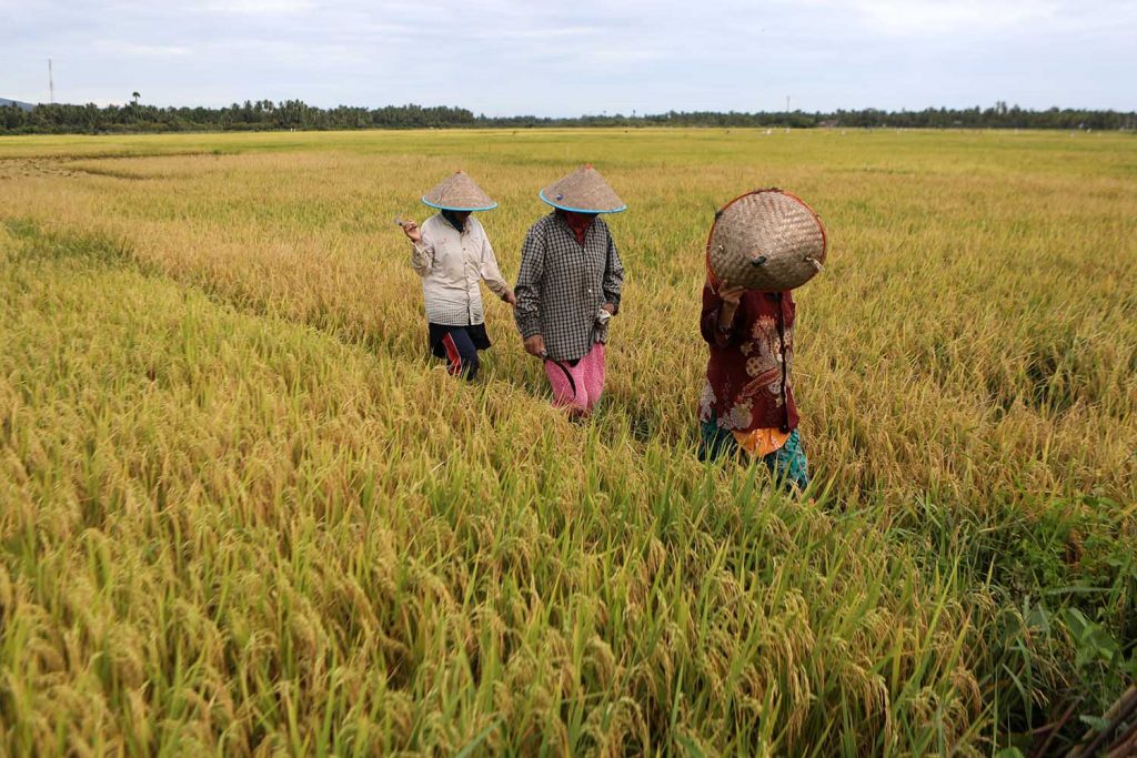 Petani menuju sawah untuk bekerja. Foto: Hotli Simanjuntak/digdata.ID