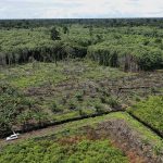 Alih Fungsi Hutan Lindung SM Rawa Singkil menjadi Perkebunan Sawait ( Foto ; Mongabai/Junaidi Hanafiah)
