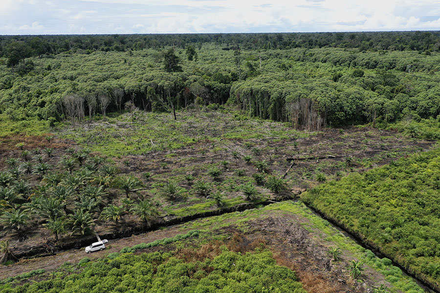 Alih Fungsi Hutan Lindung SM Rawa Singkil menjadi Perkebunan Sawait ( Foto ; Mongabai/Junaidi Hanafiah)