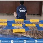 K (40) warga Gayoe Lues, tersangka penjual kulit harimau sumatera Foto : Ist