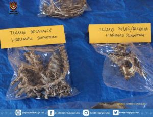 Tulang Harimau Sumatera  Foto; Ist