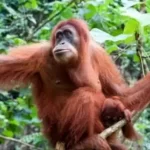 orang utan sumatra / HO