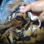 Poto Dok Digdata,id Penangkapan Kulit Harimau