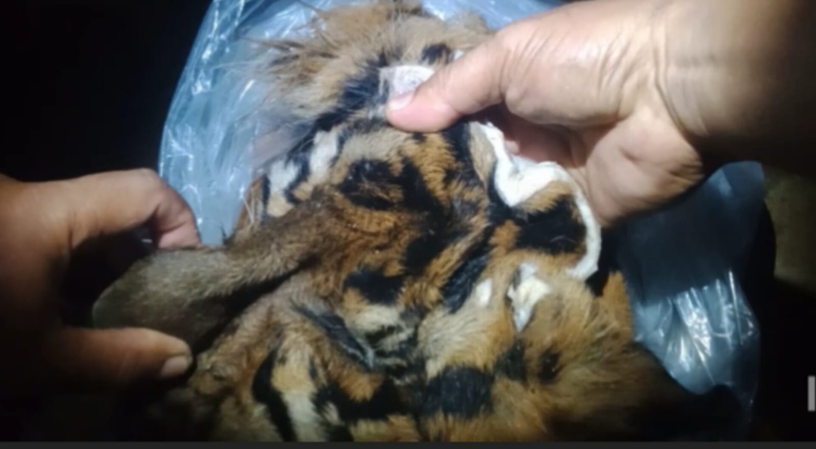 Poto Dok Digdata,id Penangkapan Kulit Harimau