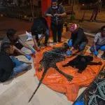 Poto Barang bukti kulita harimau sumatera dan beruang madu di Polres Aceh Utara 7/12/2024 Digdata.id -- Ist