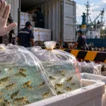 Ekspor Benih Lobster Dilarang Permanen, Ini Alasannya